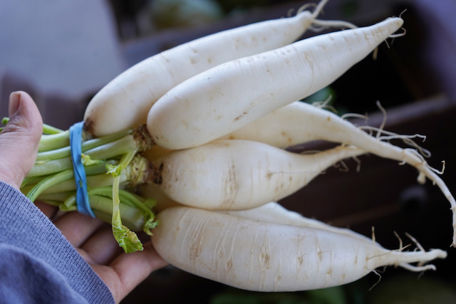 Daikon Radish