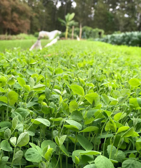 Pea Shoots