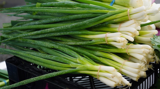 Scallions