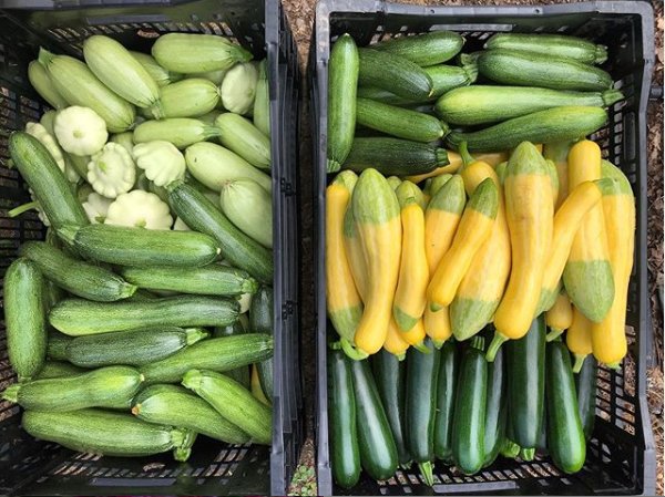 Summer Squash