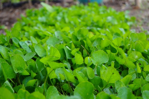 Pennywort