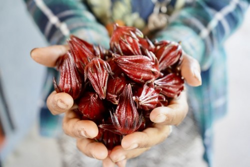 Roselle Buds