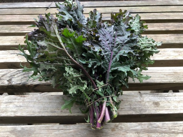 Red Russian Kale